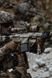 Оптический прицел GRIZZLY 3-12X56 [Vector Optics] SCOM-09_tw фото 29